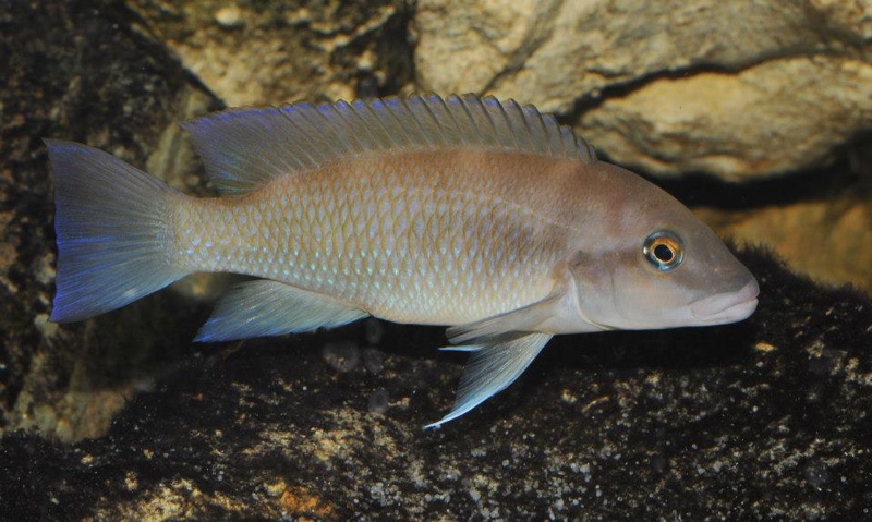 Neolamprologus mondabu 'Kigoma'